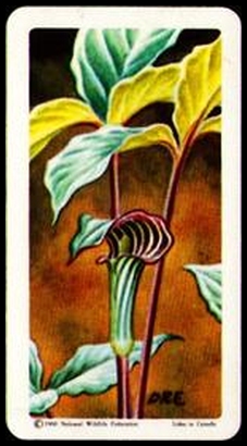 2 Jack In The Pulpit